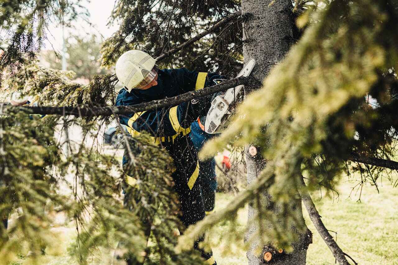 Best Emergency Tree Service  in Becker, MN